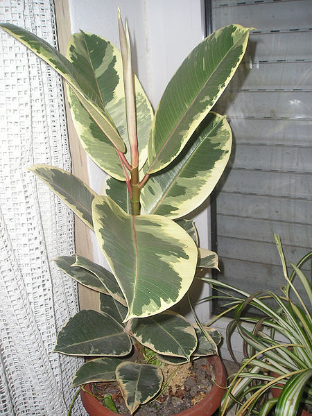 Ficus-elastica-01 (450x600, 87Kb)
