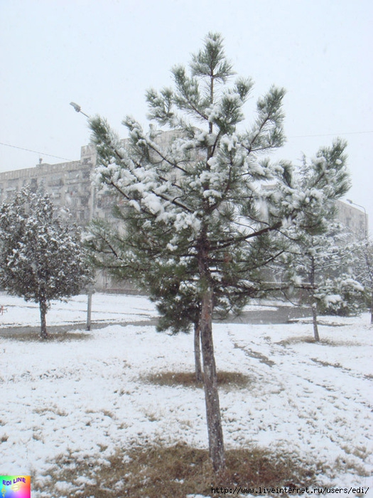 DSC00199 (525x700, 297Kb)