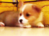 3962831_tumblr_lsq2ipSHpm1qg57tuo2_250 (160x119, 306Kb)