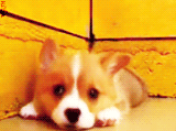 3962831_tumblr_lsq2ipSHpm1qg57tuo8_250 (160x119, 142Kb)
