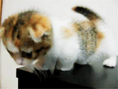 3962831_tumblr_lus3erL7UL1qhe1axo1_250 (170x128, 489Kb)