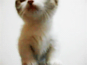 3962831_tumblr_lus3erL7UL1qhe1axo2_250 (170x128, 493Kb)