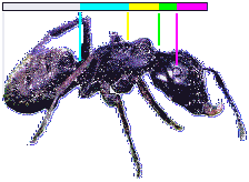 ant[1] (224x164, 7Kb)