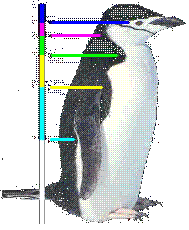 penguin[1] (189x230, 7Kb)