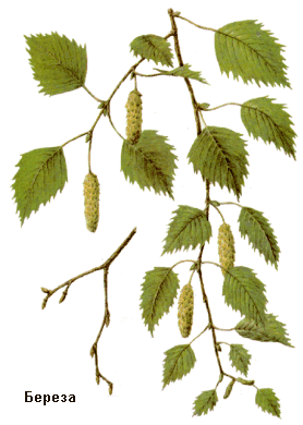 betula_pubescens (278x390, 38Kb)