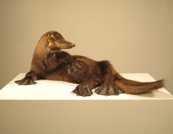 Enrique-Gomez-de-Molina-Taxidermy-Hybrids-6-600x465 (600x465, 31Kb)