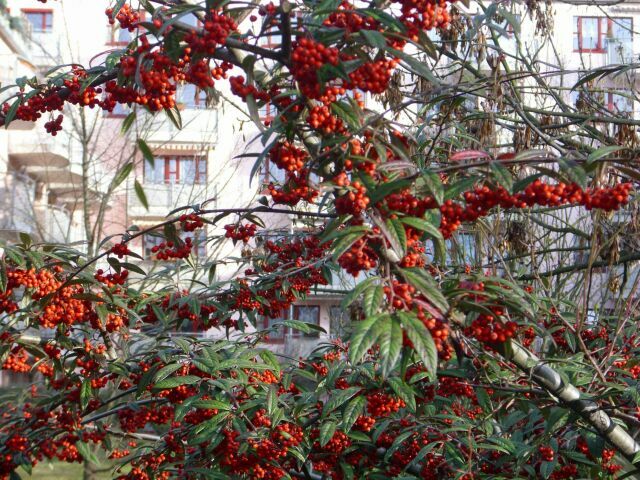 1323541378_04 (640x480, 170Kb)