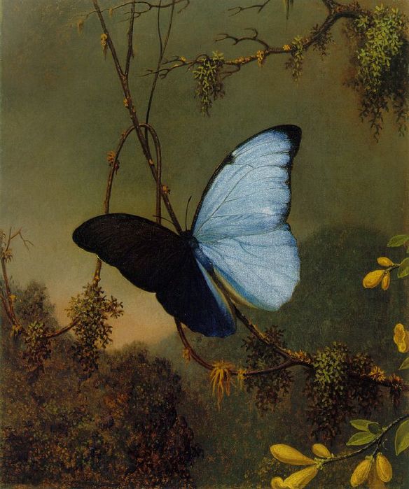 8475030_martin_hed_golubaya_babochka (584x699, 78Kb)