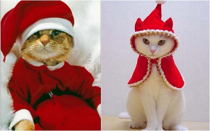 Праздничные красивые новогодние картинки для любителей котов