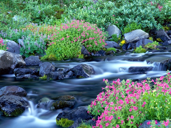 Paradise River, Mount Rainier National Park, Washington (700x525, 393Kb)
