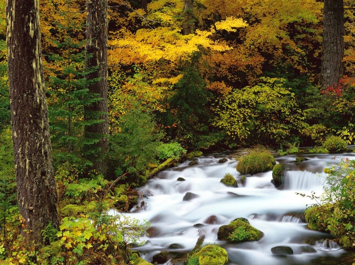 Roaring River, Mount Hood National Forest, Oregon (700x524, 391Kb)