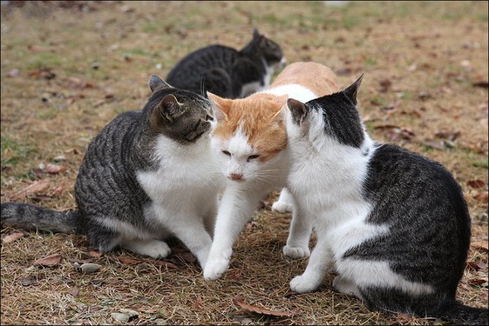 1324482581_jealous-05 (700x466, 90Kb)