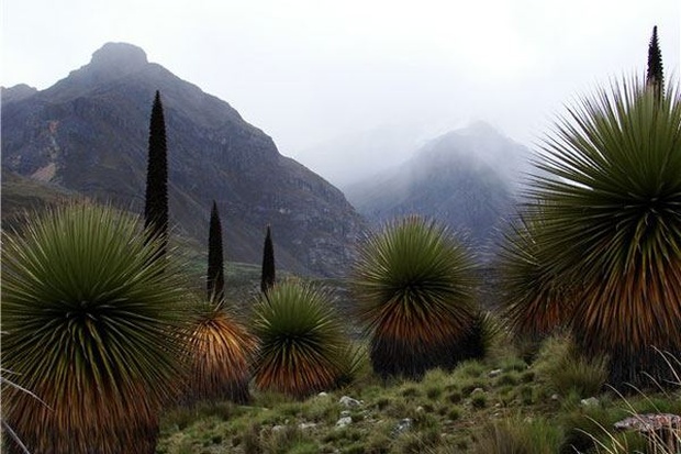 Puya%20Raimondii%20v%20Andah (620x413, 101Kb)