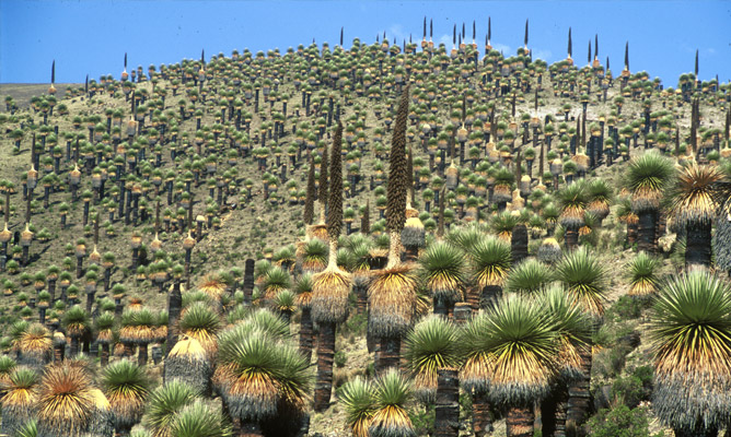 puya-raimondiis-area (668x400, 153Kb)