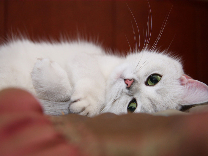 1868538_Animals_Cats_White_kitten_023276_ (700x525, 69Kb)
