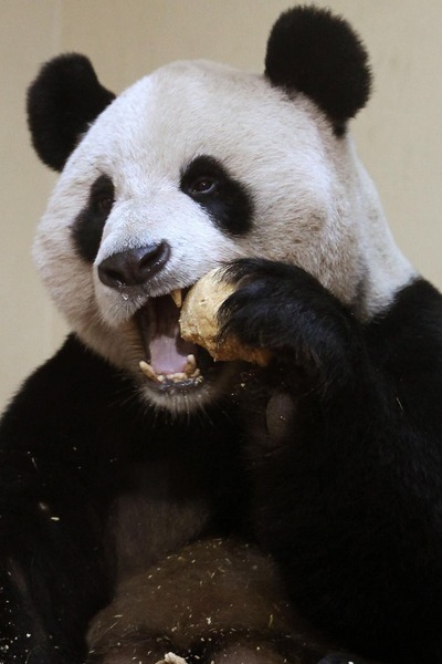 panda sweetie 3 (400x600, 50Kb)