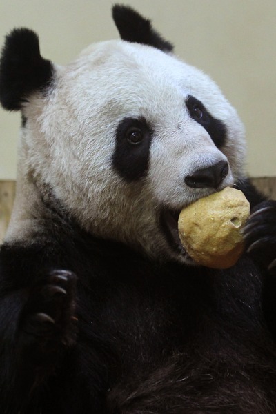 panda sweetie 5 (400x600, 53Kb)