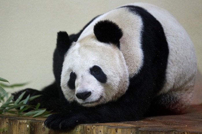 panda sweetie 7 (700x466, 71Kb)