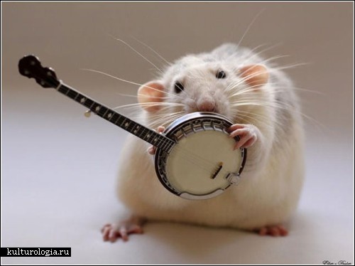 3925073_rats_music9 (500x374, 29Kb)