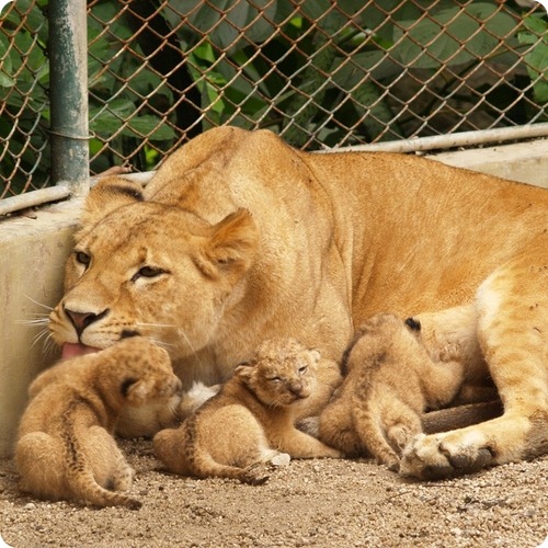 3085196_zoopicture_ru_20111228_140544_3 (500x500, 112Kb)