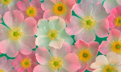 /1325688954_cvetuy (400x240, 50Kb)