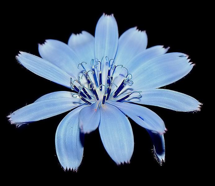 BlueFlower (694x601, 43Kb)