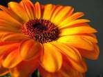  gerbera2 (700x525, 36Kb)