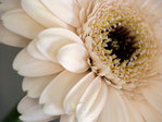  pica4u.ru_12350414421 (600x450, 50Kb)