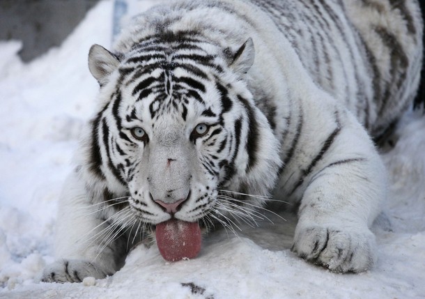 В зоопарке 'Роев ручей' ('Royev Ruchey' Zoo), Красноярск, Россия./2270477_177 (610x429, 71Kb)