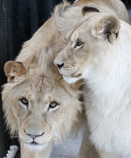 В зоопарке 'Роев ручей' ('Royev Ruchey' Zoo), Красноярск, Россия./2270477_181 (504x610, 78Kb)