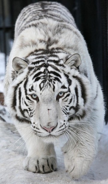 В зоопарке 'Роев ручей' ('Royev Ruchey' Zoo), Красноярск, Россия./2270477_180 (360x610, 64Kb)