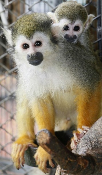 В зоопарке 'Роев ручей' ('Royev Ruchey' Zoo), Красноярск, Россия./2270477_186 (357x610, 60Kb)