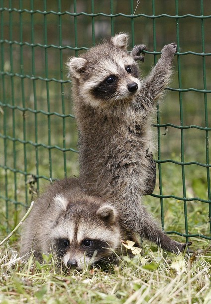 В зоопарке 'Роев ручей' ('Royev Ruchey' Zoo), Красноярск, Россия./2270477_196 (425x610, 97Kb)