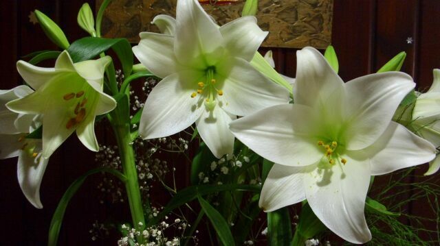 4428840_80 (640x359, 101Kb)