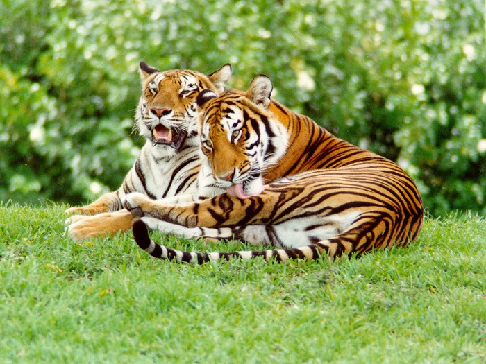 tigers1 (800x550, 138Kb)