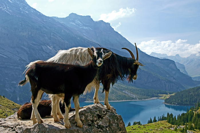 Озеро Oeschinensee 13932