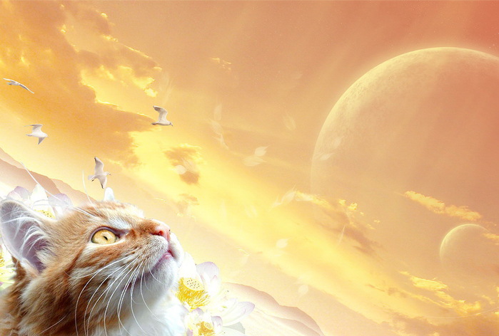Рыжий кот (700x472, 84Kb)