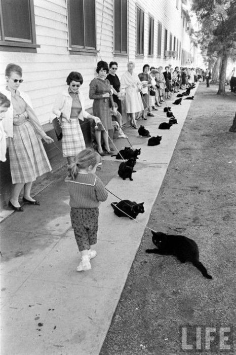 черный кот фото