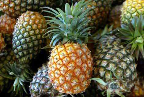 photo-013-ananas-bromelievye (470x317, 54Kb)