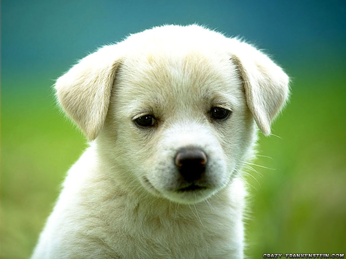 cute-puppy-dog-wallpapers (700x525, 87Kb)