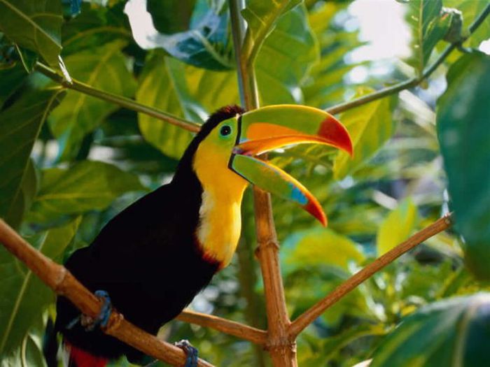 exotic-parrot (700x525, 52Kb)