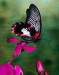  black_butterfly_450 (450x572, 99Kb)