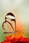  gp_69583_nw (267x400, 16Kb)