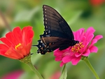  kartinki24_butterfly_0036 (550x412, 145Kb)