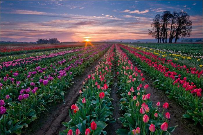field-of-tulips-02 (700x465, 80Kb)