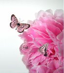 network-pink-butterflys (434x494, 34Kb)