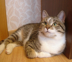  DSC02269 (700x606, 219Kb)