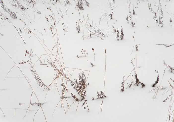 трава/1326120763_DSC00006 (700x490, 95Kb)