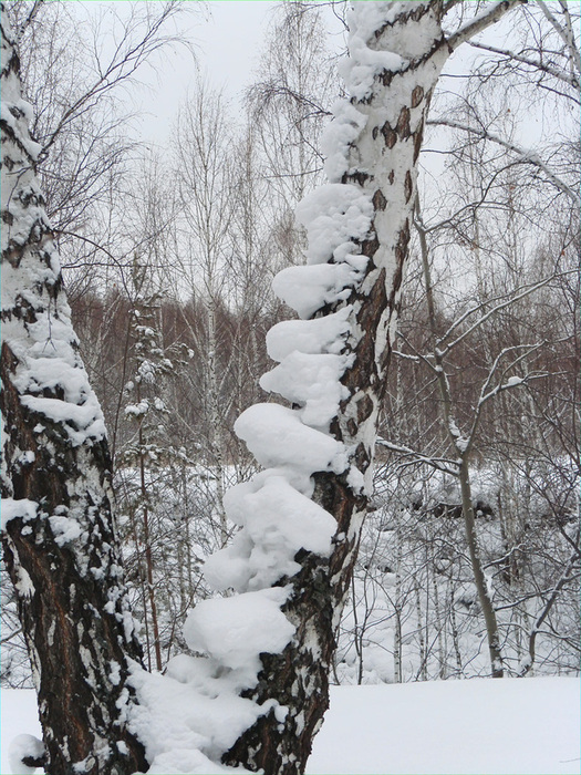 береза/1326121358_DSC00028 (525x700, 235Kb)