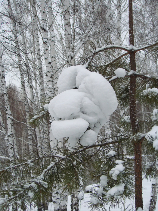Сосна с